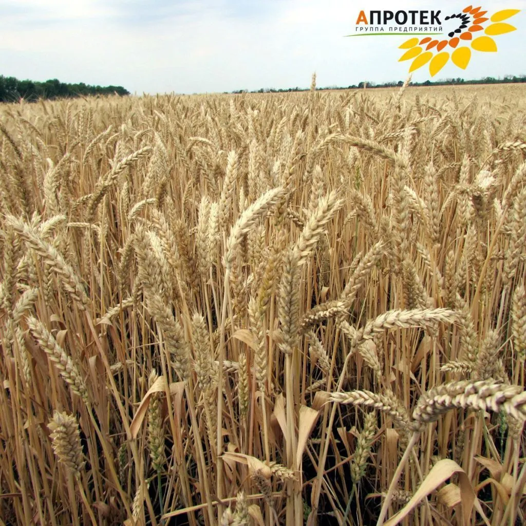 фотография продукта Семена озимой пшеницы от производителя