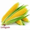 лИМАГРЕЙН Limagrain семена кукурузы  в Воронеже