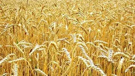 семена яровой пшеницы Дарья в Воронеже