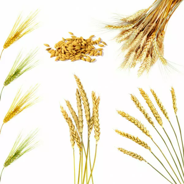 семена яровой пшеницы в Воронеже