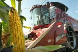 семена кукурузы- краснодарский, росс в Воронеже