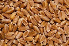семена озимой пшеницы в Воронеже 2