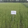 семена озимой пшеницы в Воронеже