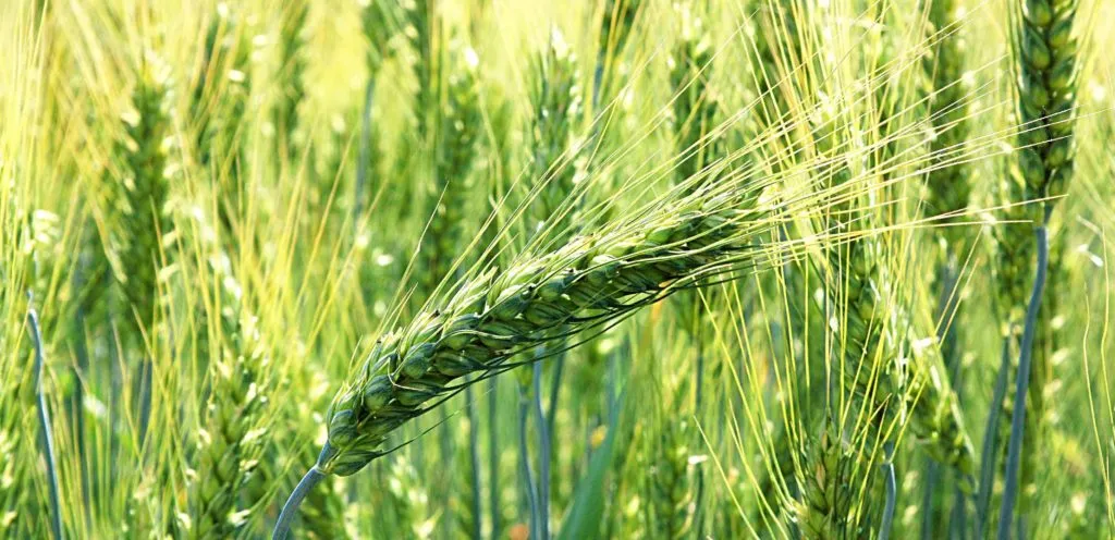 фотография продукта Элитные семена озимой пшеницы