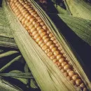 Испытания российских органических семян кукурузы начались в Воронежской области