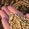 семена сои сорта КОБЗА НС Катя белок 43% в Воронеже 2