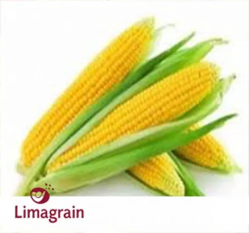 фотография продукта ЛИМАГРЕЙН Limagrain семена кукурузы 