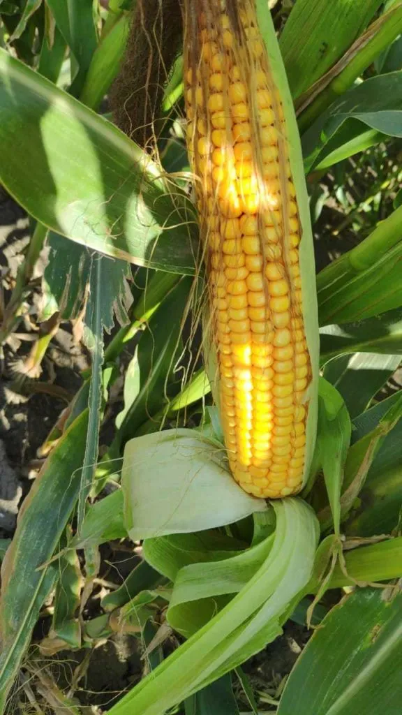 кукуруза в початках,объем 1,5 миллион шт в Воронеже