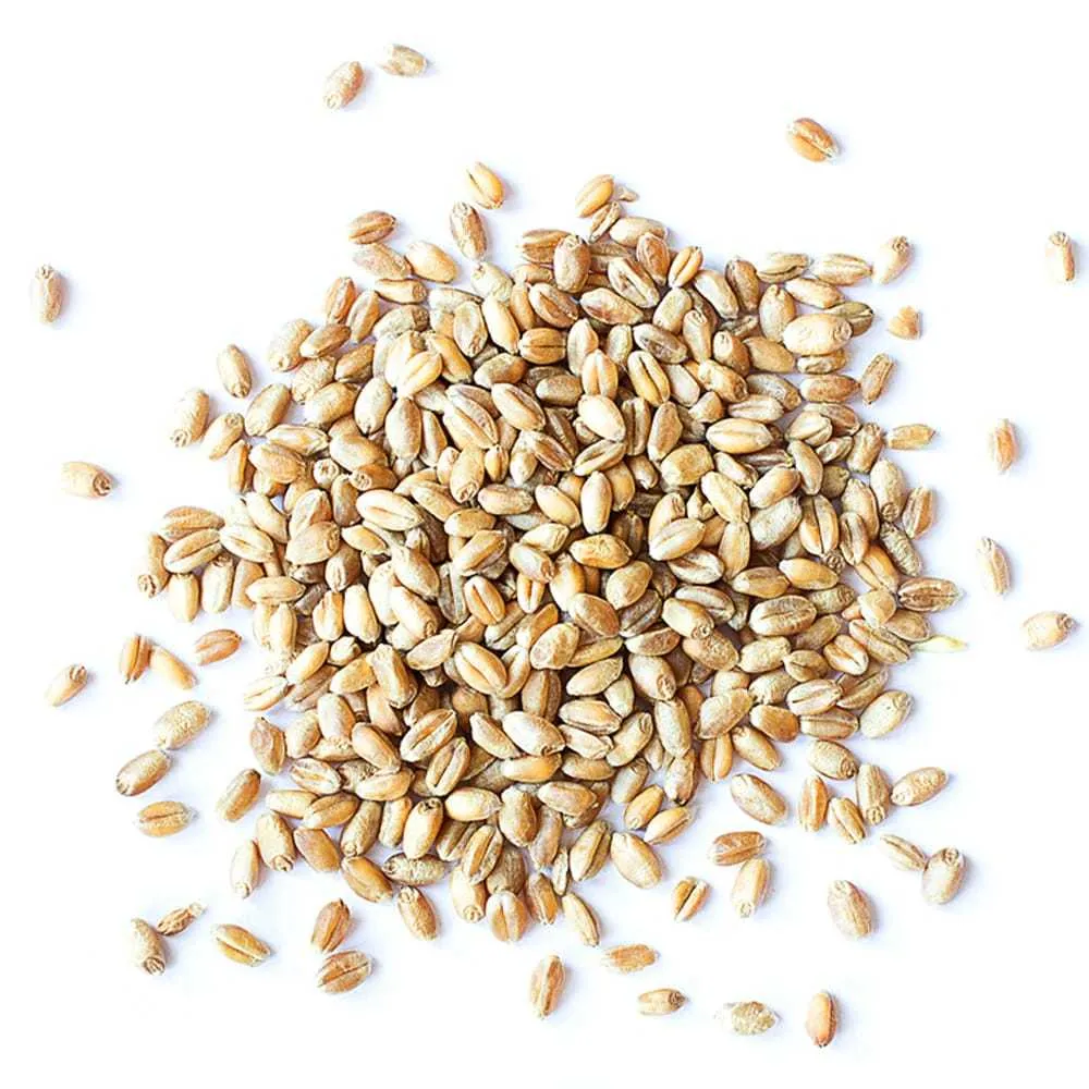 фотография продукта Семена яровой пшеницы тасос рc-1 оптом