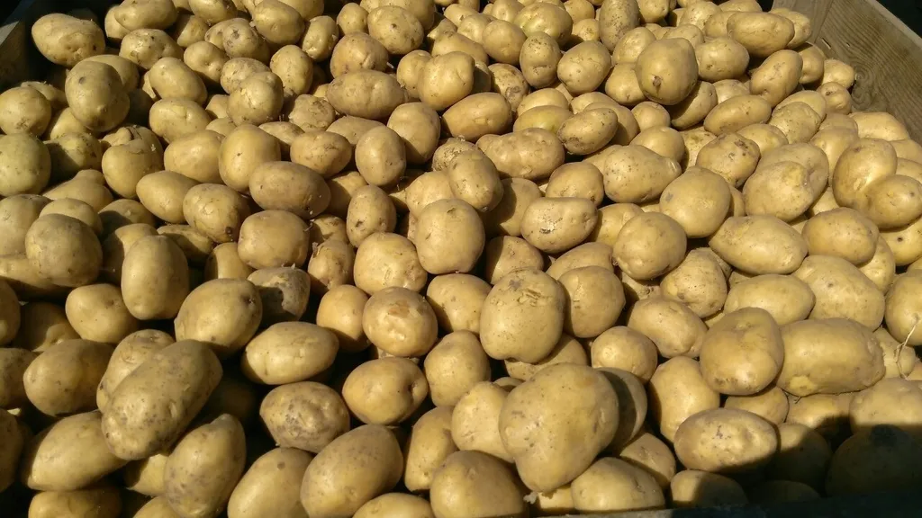 семенной картофель Коломбо оптом в Воронеже