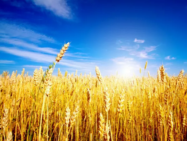 семена озимой пшеницы- переходящий фонд в Воронеже