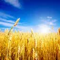 семена озимой пшеницы- переходящий фонд в Воронеже
