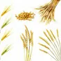 семена яровой пшеницы в Воронеже