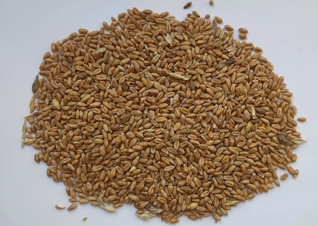 фотография продукта Пшеница для кормовых целей