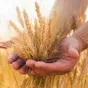 семена пшеницы, подсолнечника, трав, сзр в Воронеже
