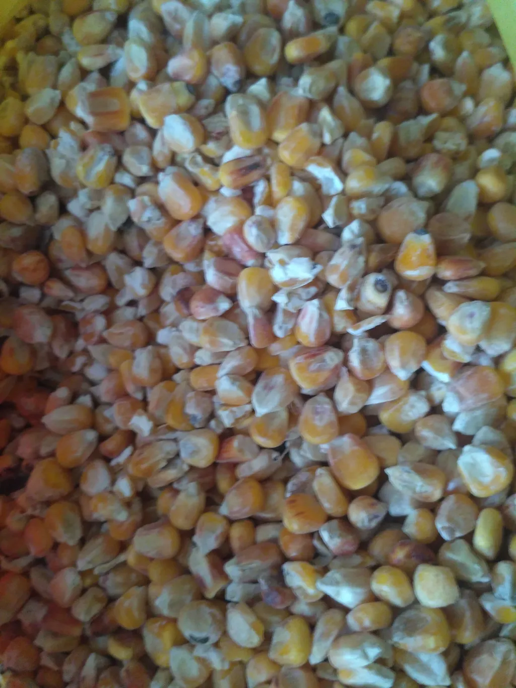 фотография продукта кукуруза