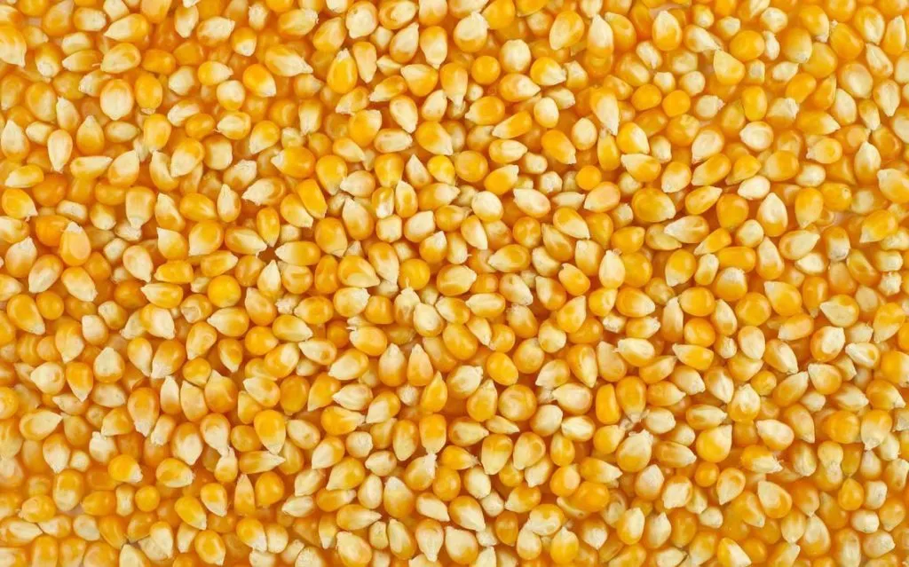 фотография продукта кукурузу фуражную оптом